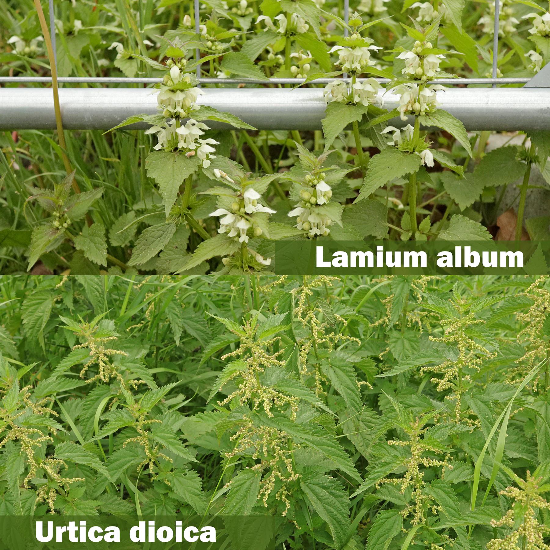 Lamium album vs. Urtica dioica flowers