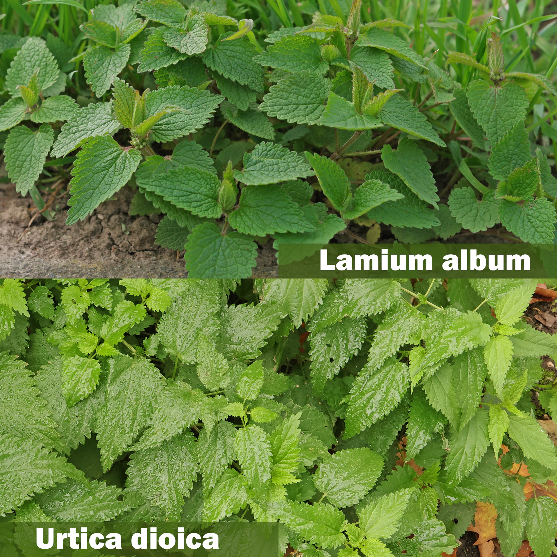 Lamium album vs. Urtica dioica leaves