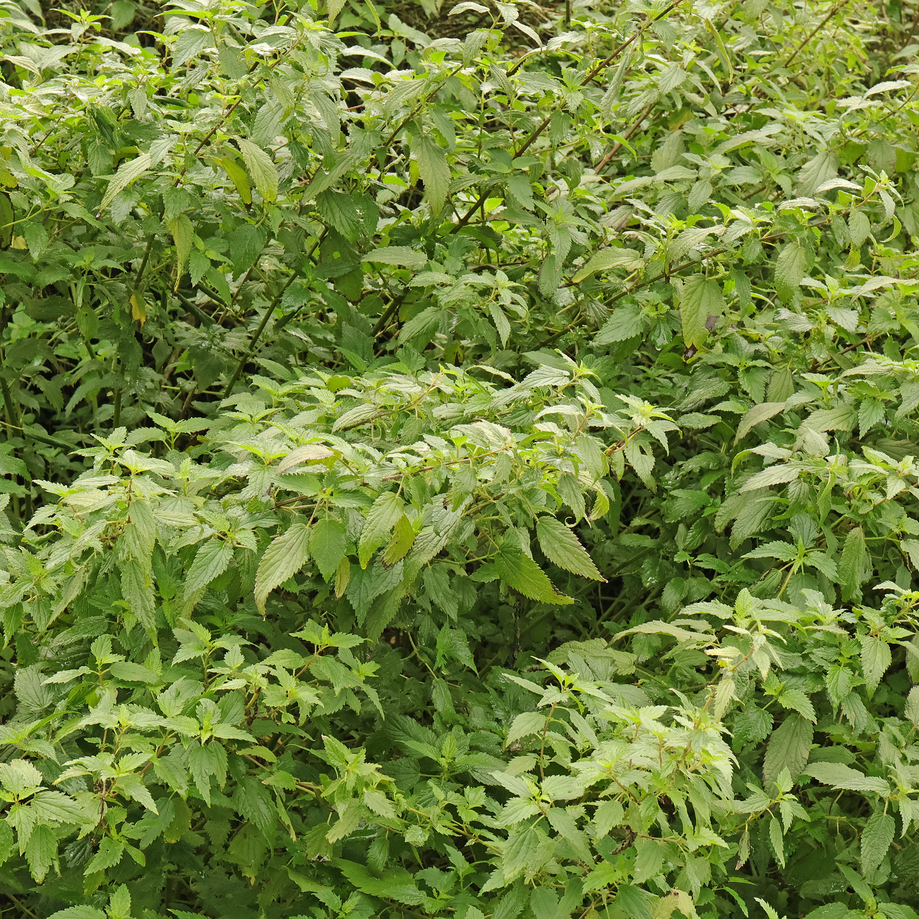 Urtica dioica habitus