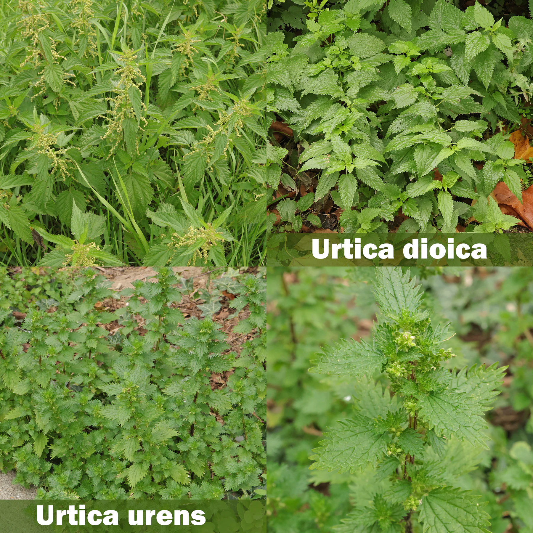 Urtica dioica vs. Urtica urens