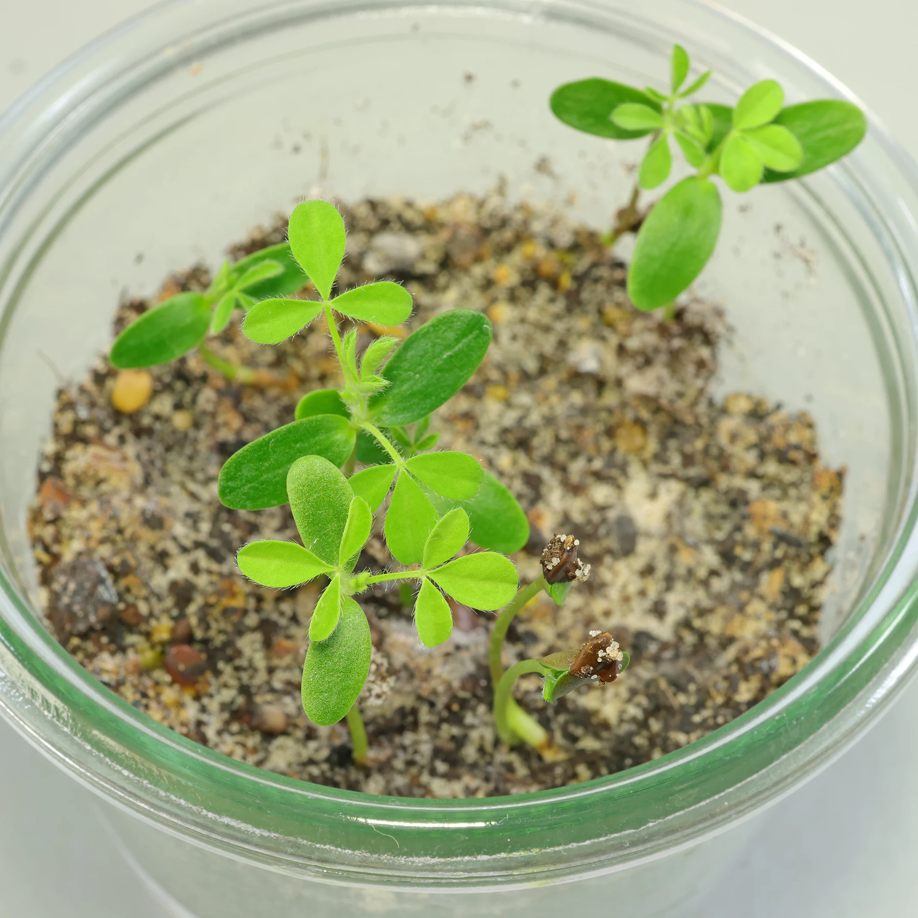 seedlings Cytisus scoparius
