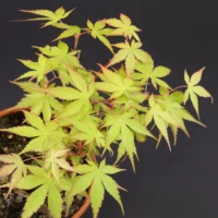 Acer palmatum Katsura