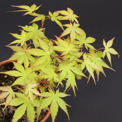 Acer palmatum Katsura