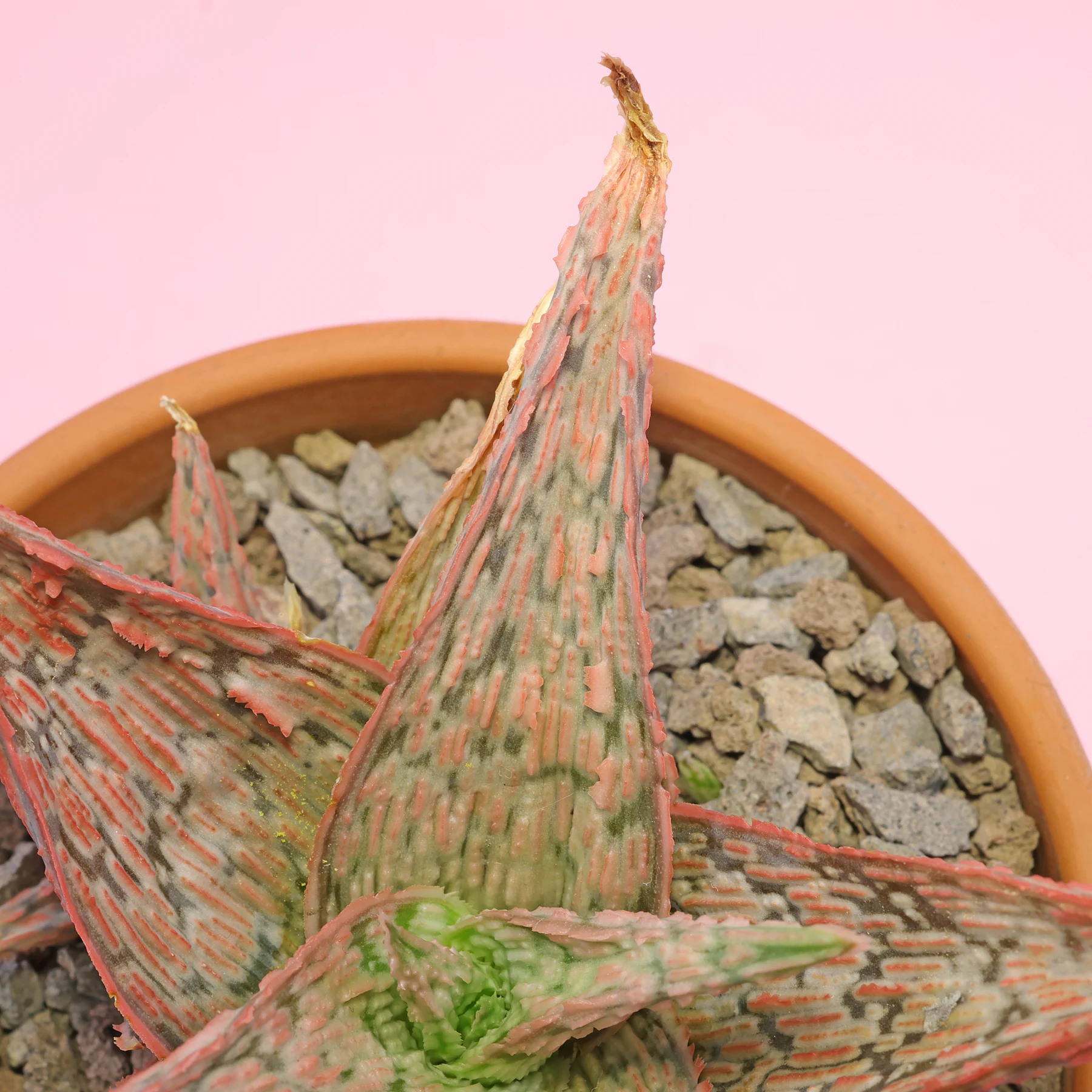 Aloe Pink Blush