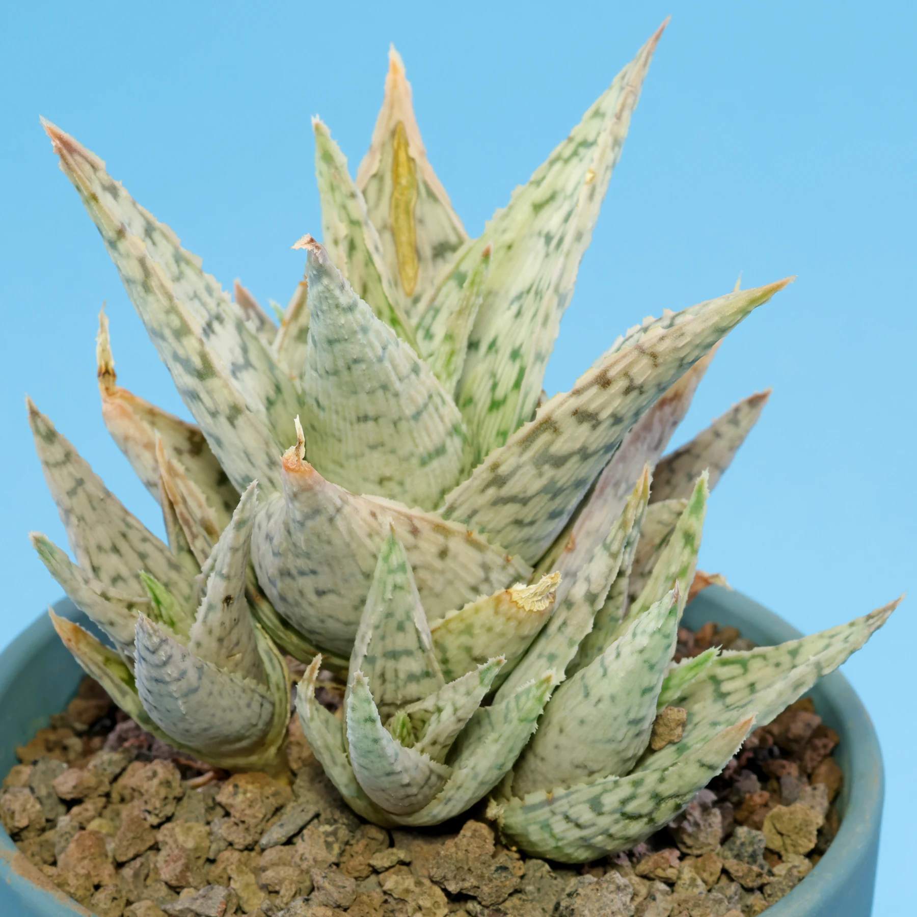 Aloe rauhii