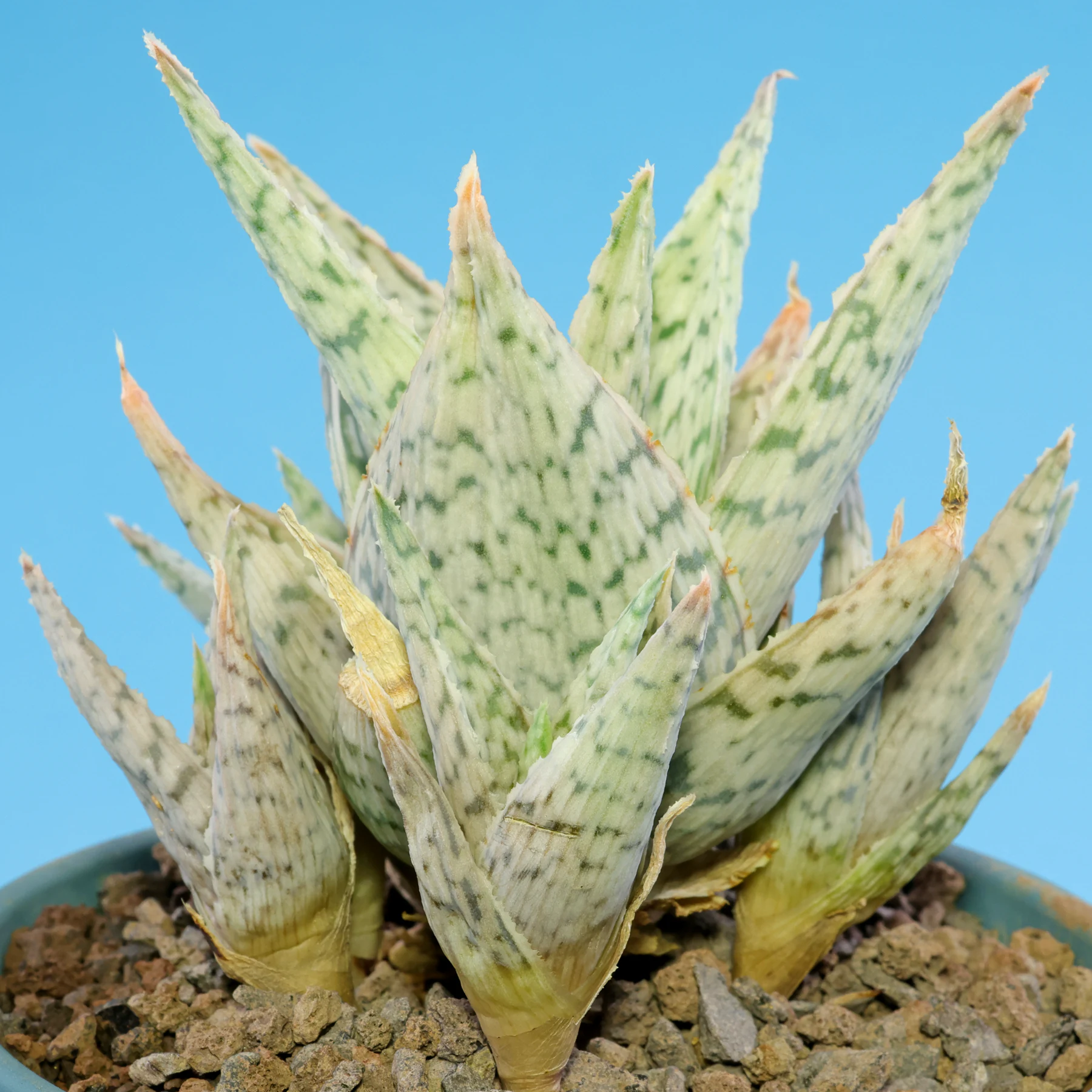 Aloe rauhii