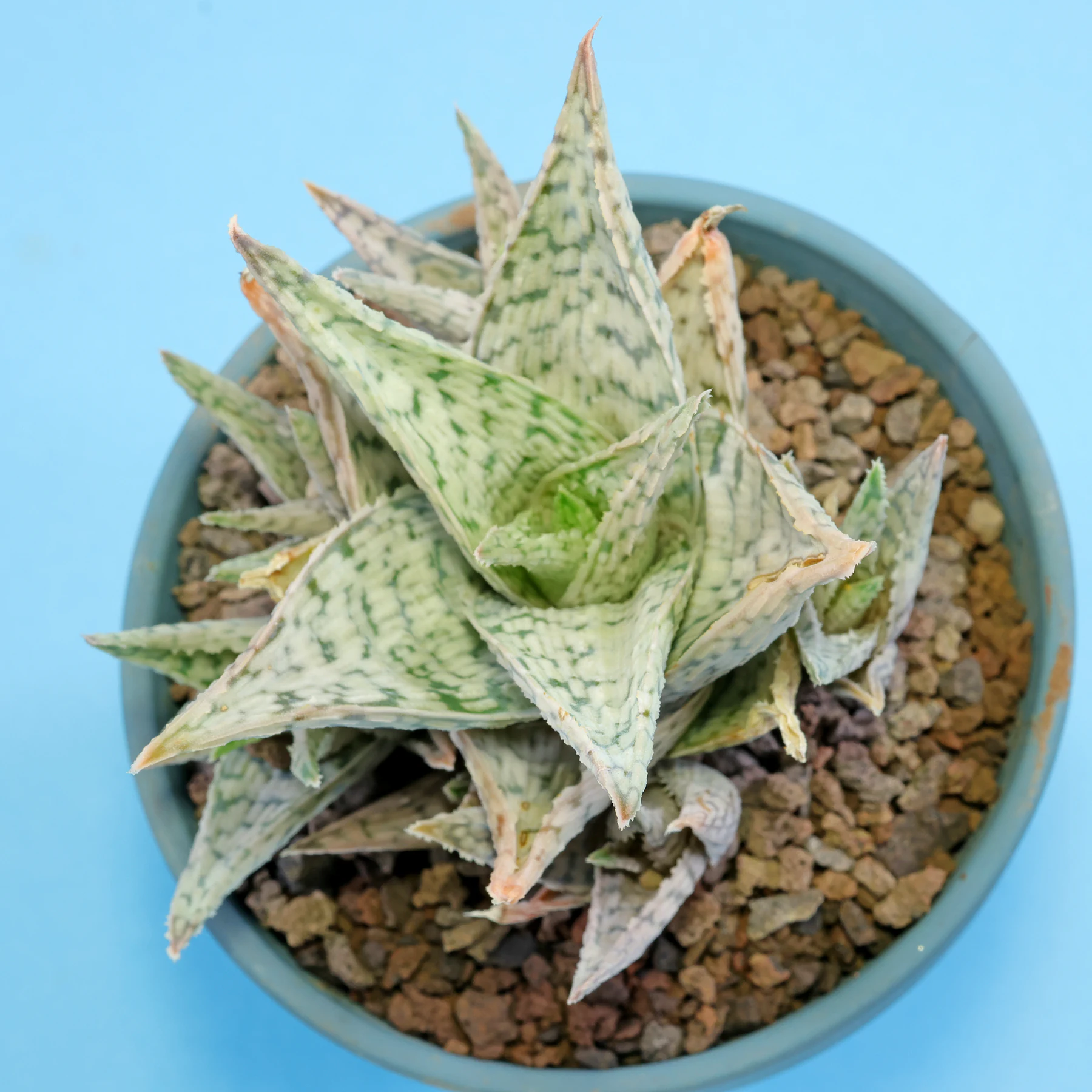 Aloe rauhii