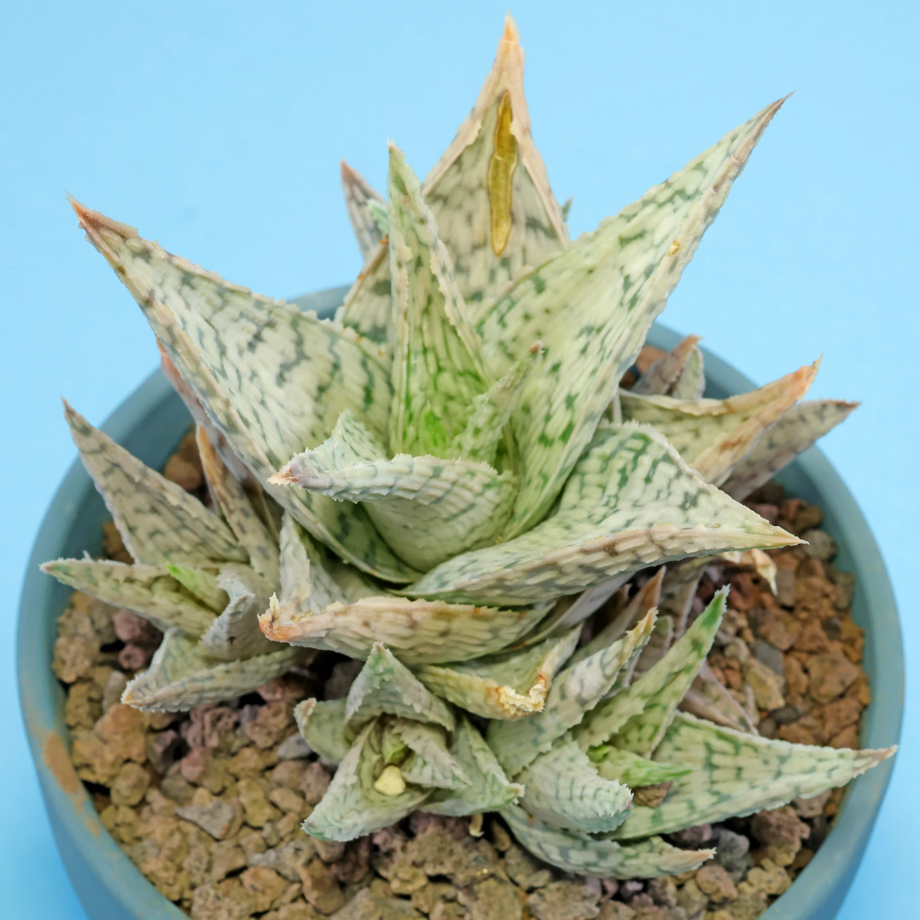 Aloe rauhii
