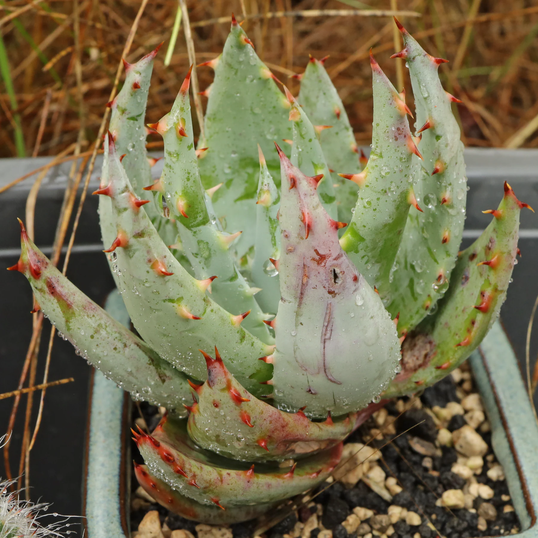 Aloe reitzii