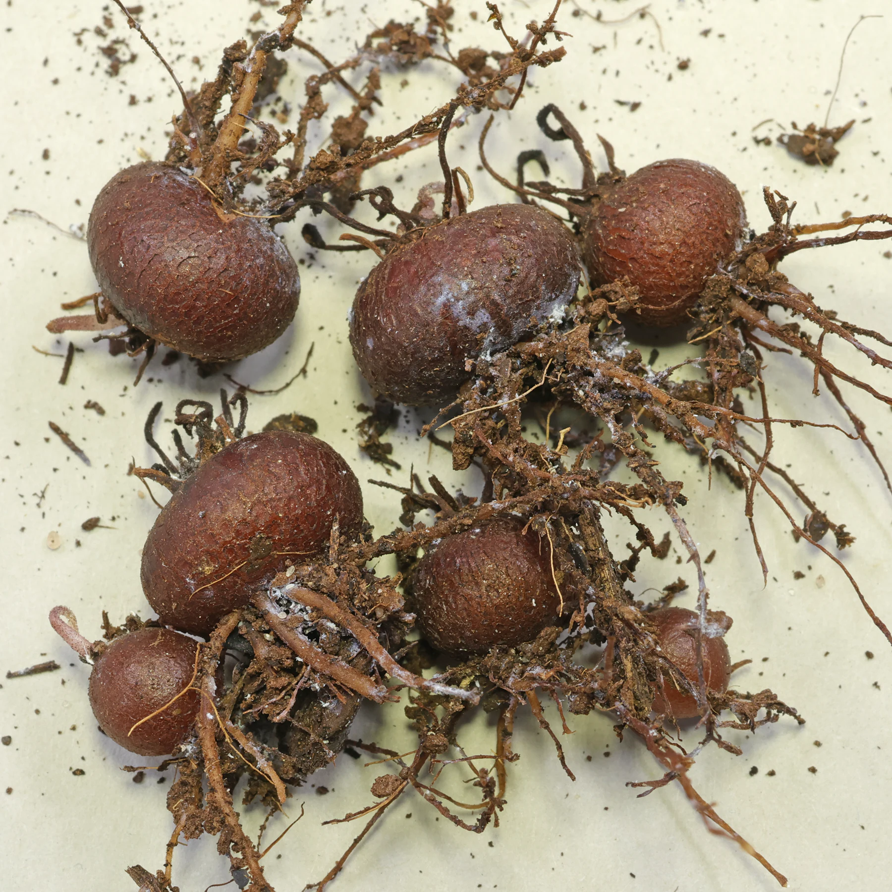 Cyclamen persicum tubers