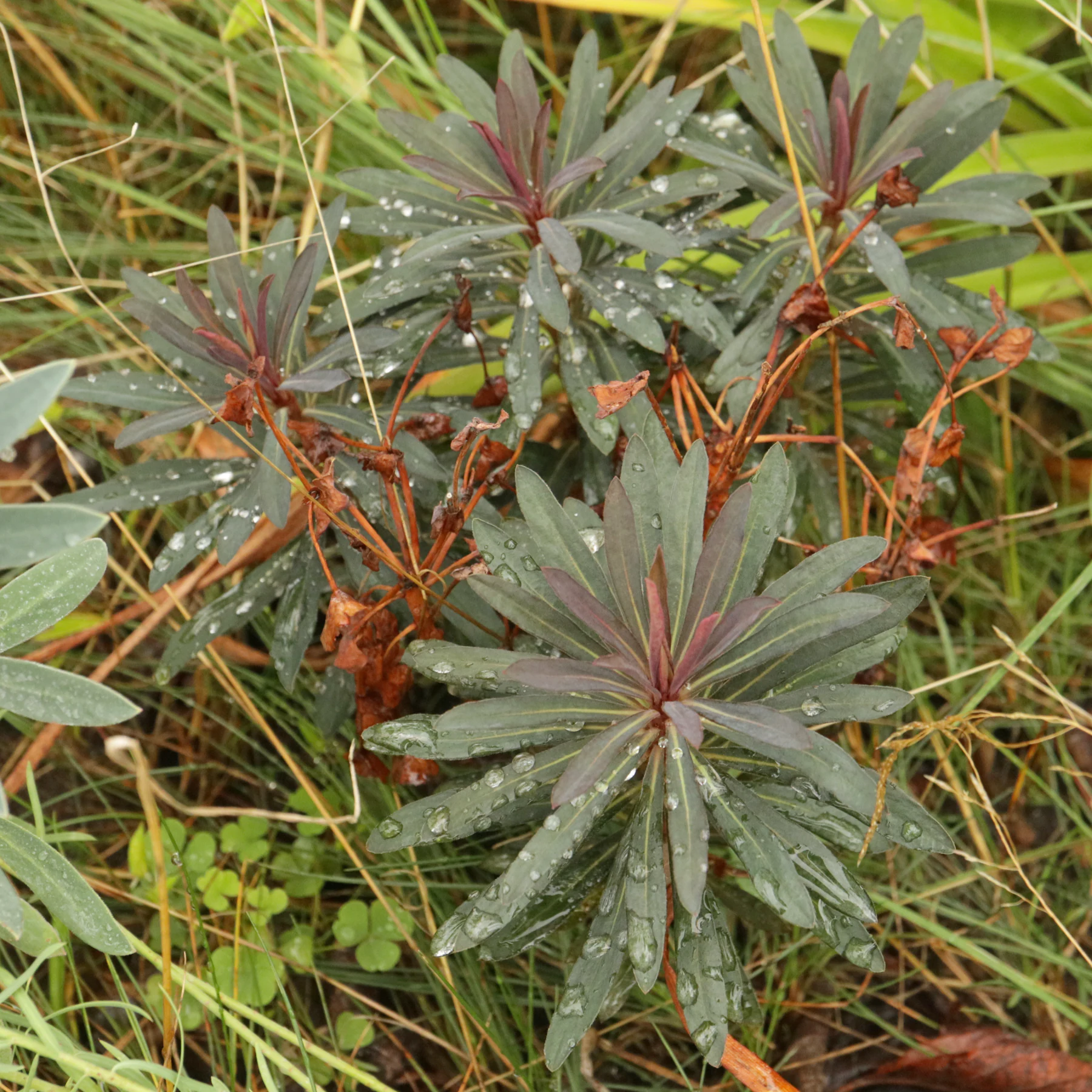 Euphorbia amygdaloides Black Bird