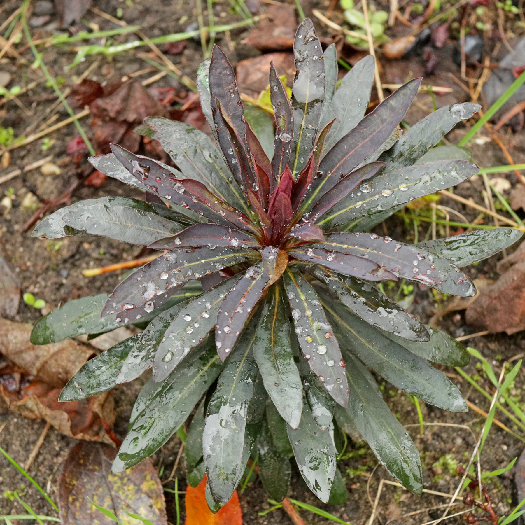 Euphorbia amygdaloides Black Bird