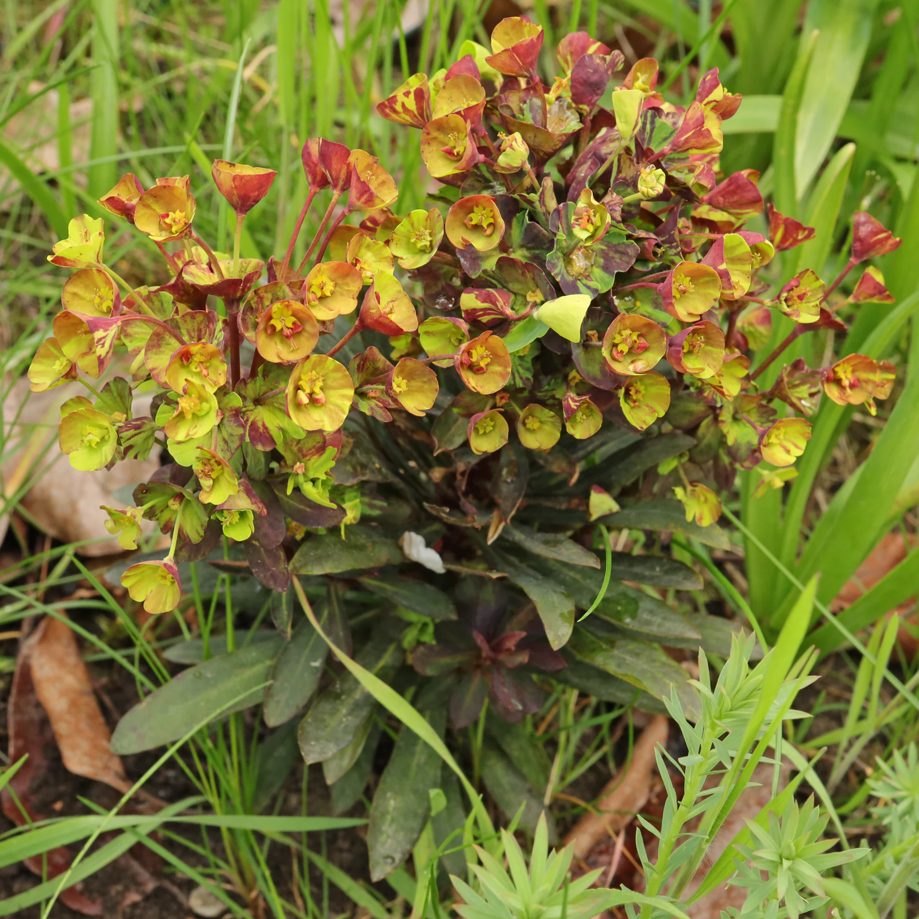 Euphorbia amygdaloides Black Bird
