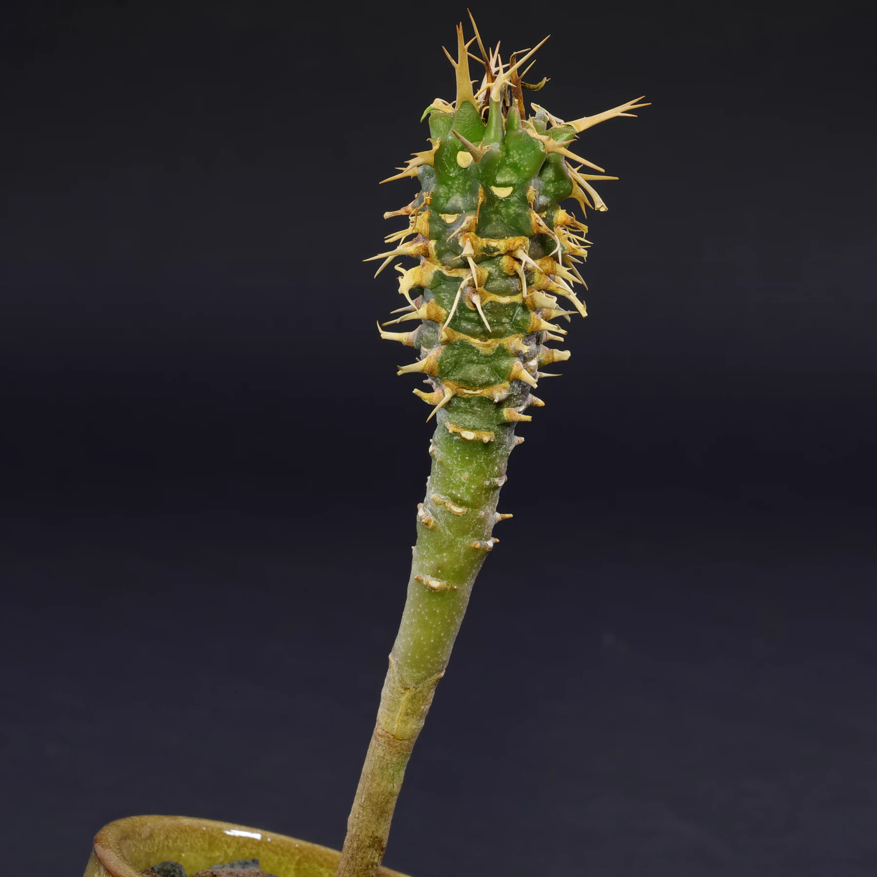 Euphorbia viguieri var. capuroniana
