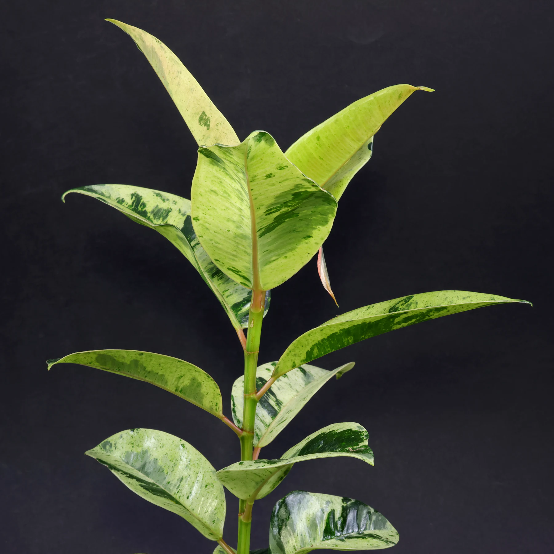 Ficus elastica Shivereana