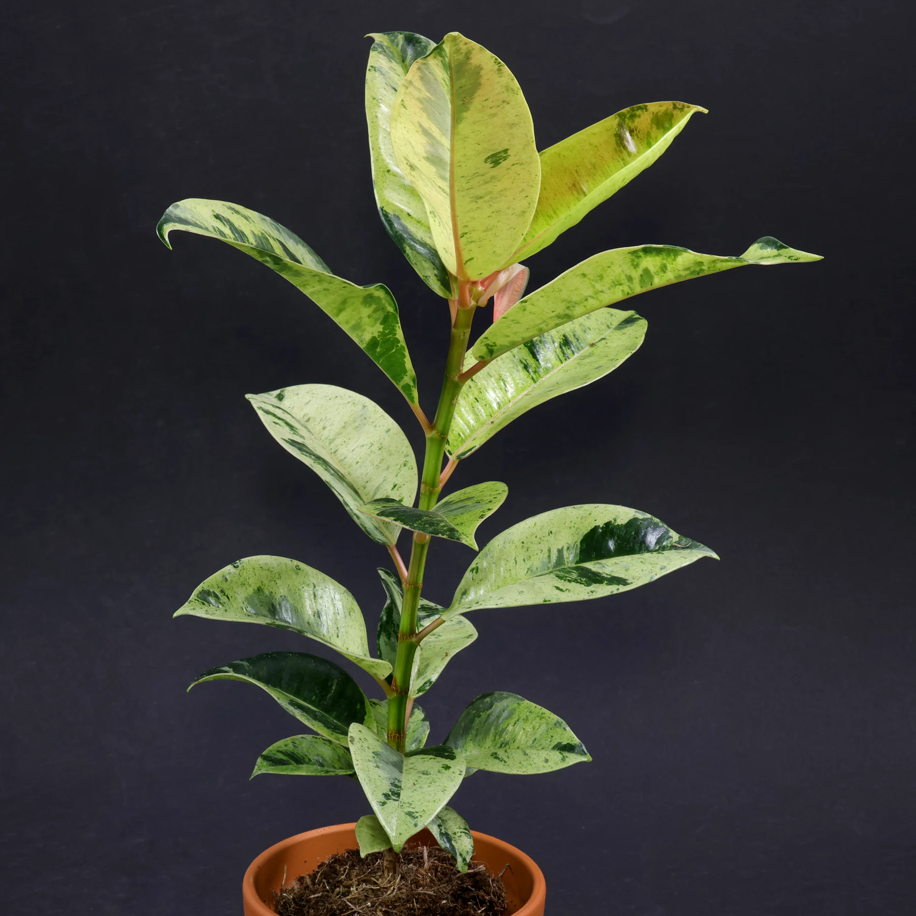 Ficus elastica Shivereana