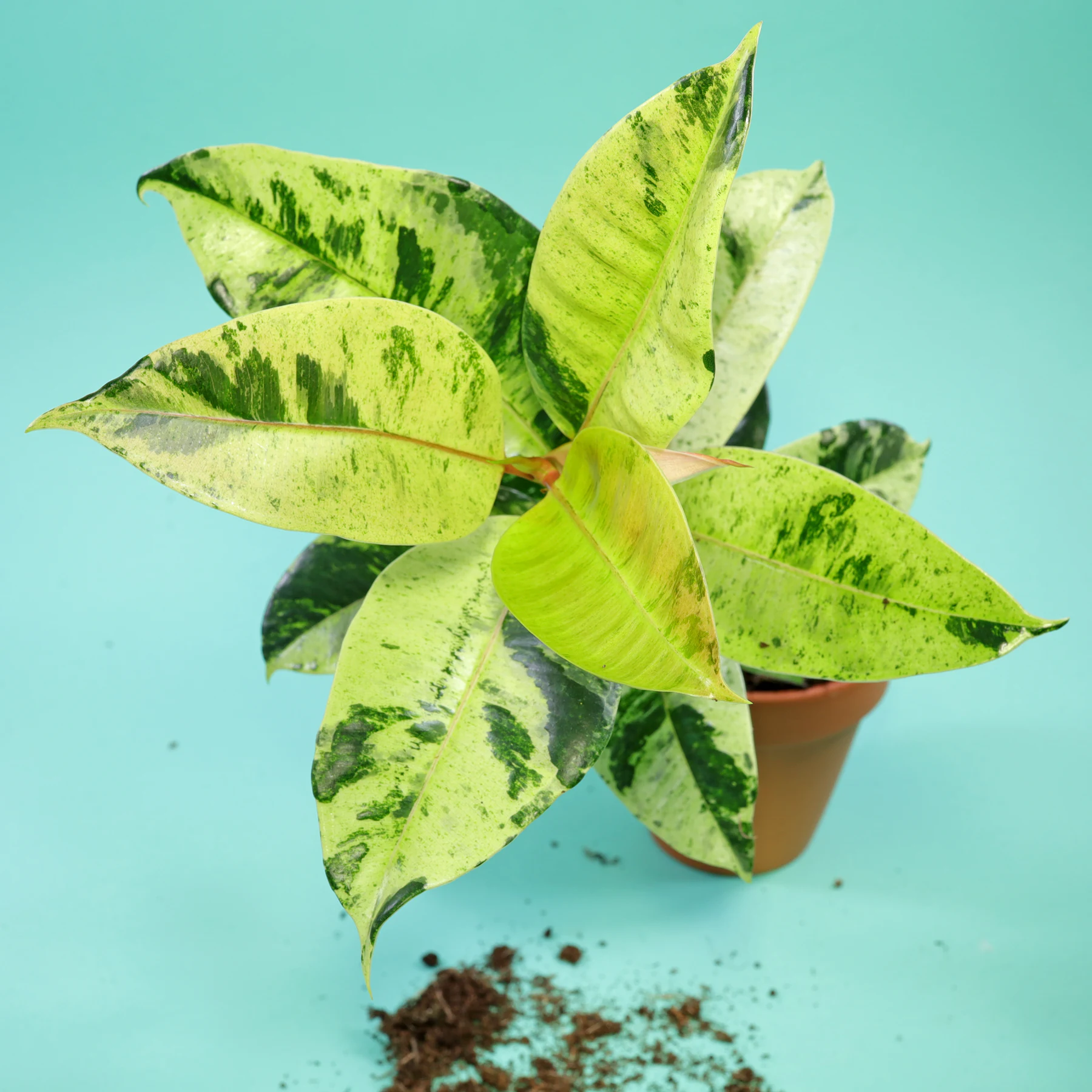 Ficus elastica Shivereana Moonshine