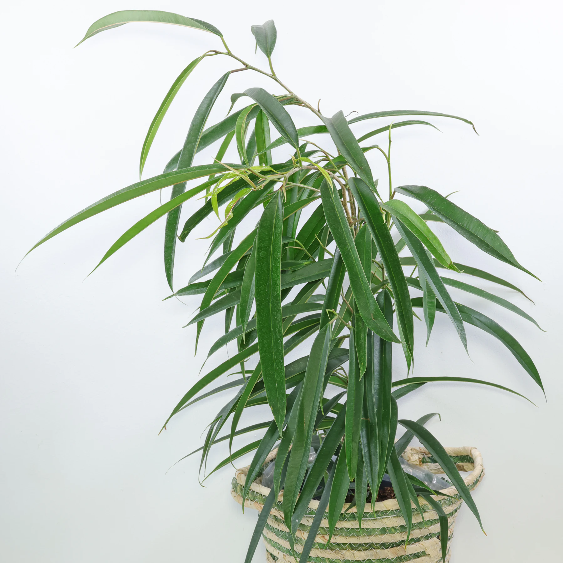 Ficus maclellandii Alii