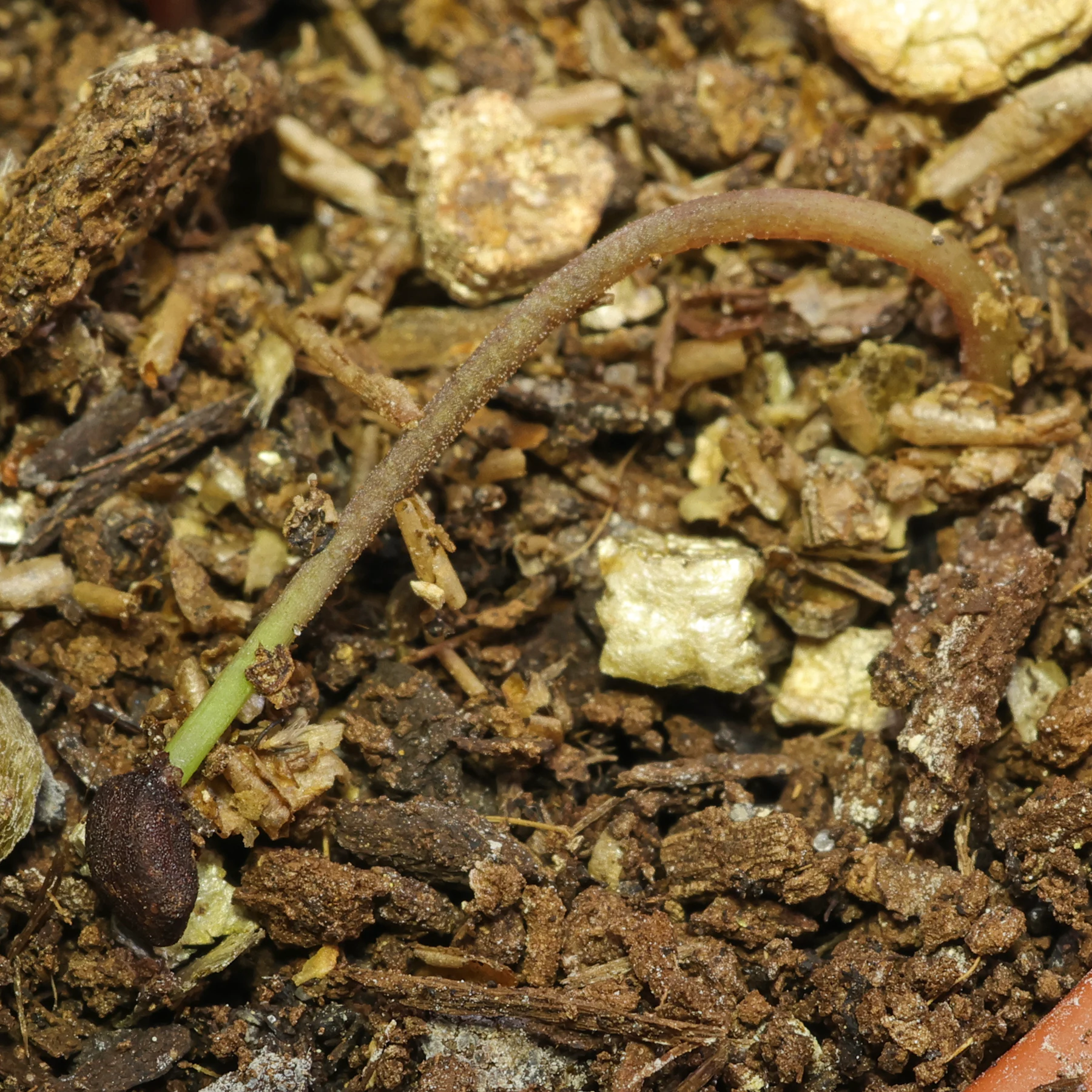Florists cyclamen germinating seed