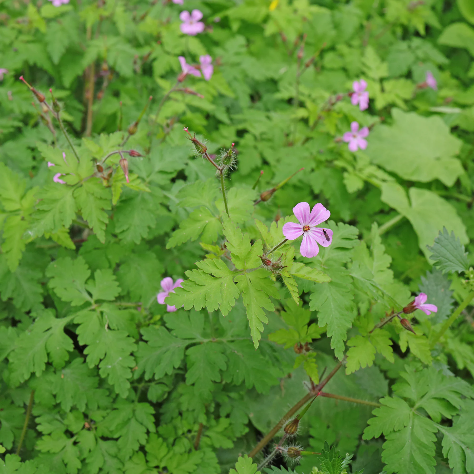 Herb robert Geranium robertianum