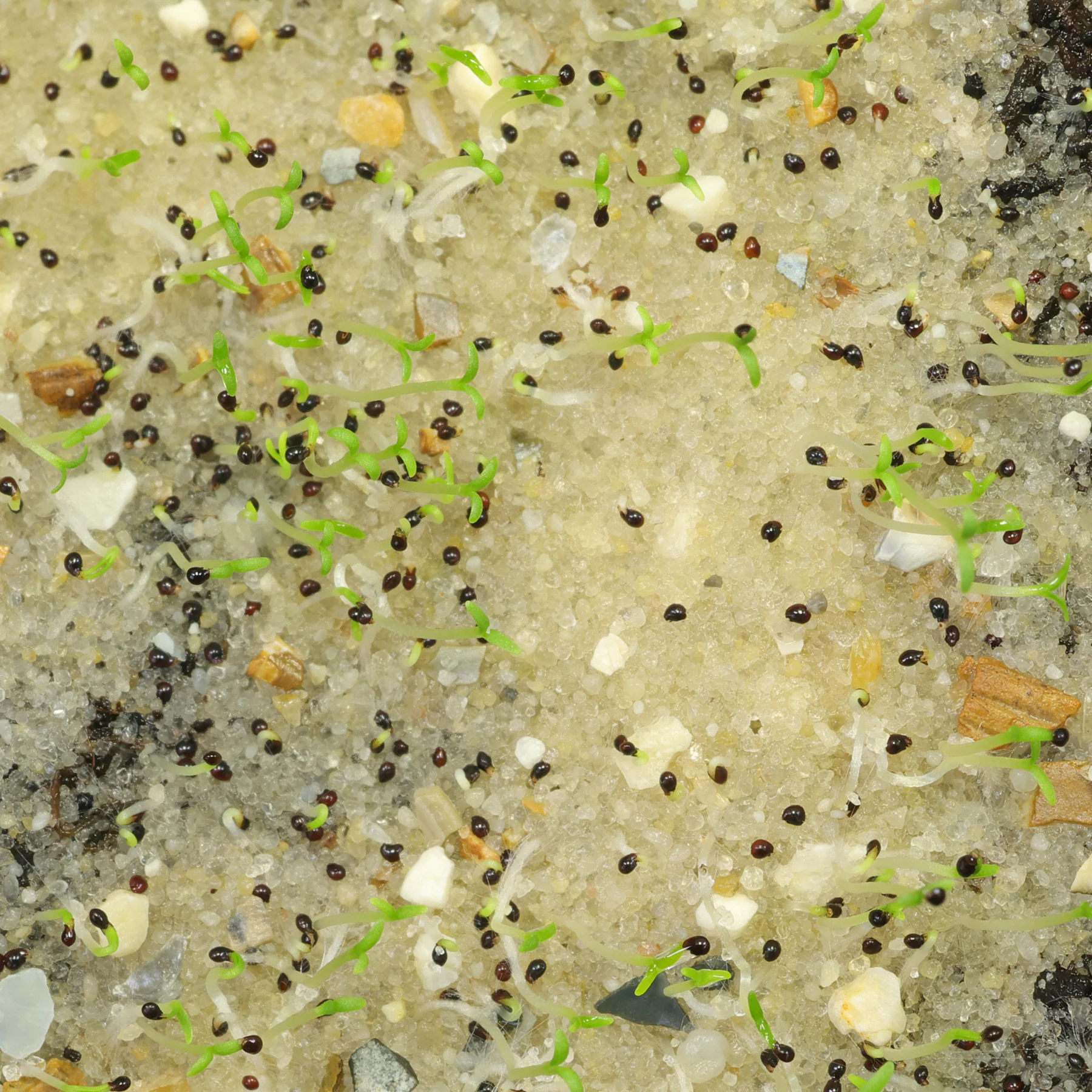 Herniaria glabra germinating seeds