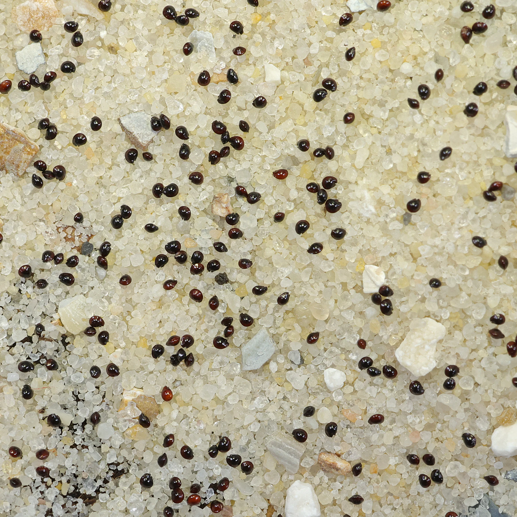 Herniaria glabra seeds