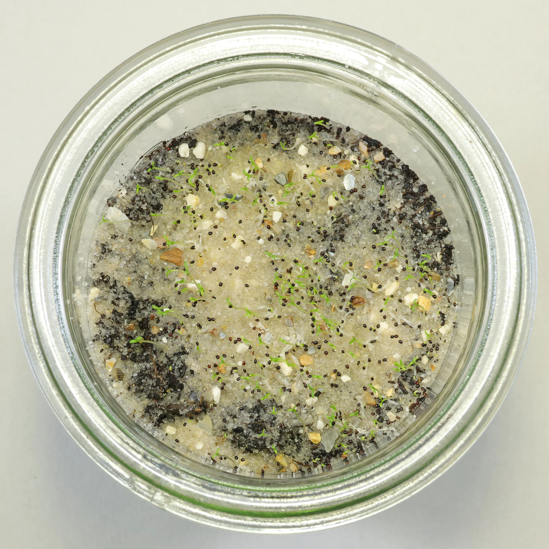 Herniaria glabra sowing
