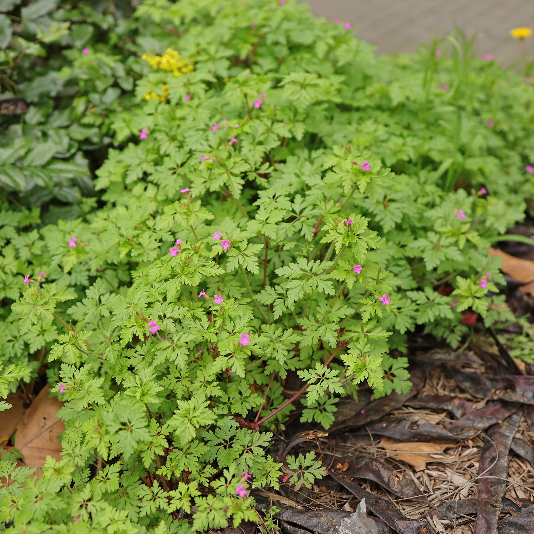 Little robin Geranium purpureum