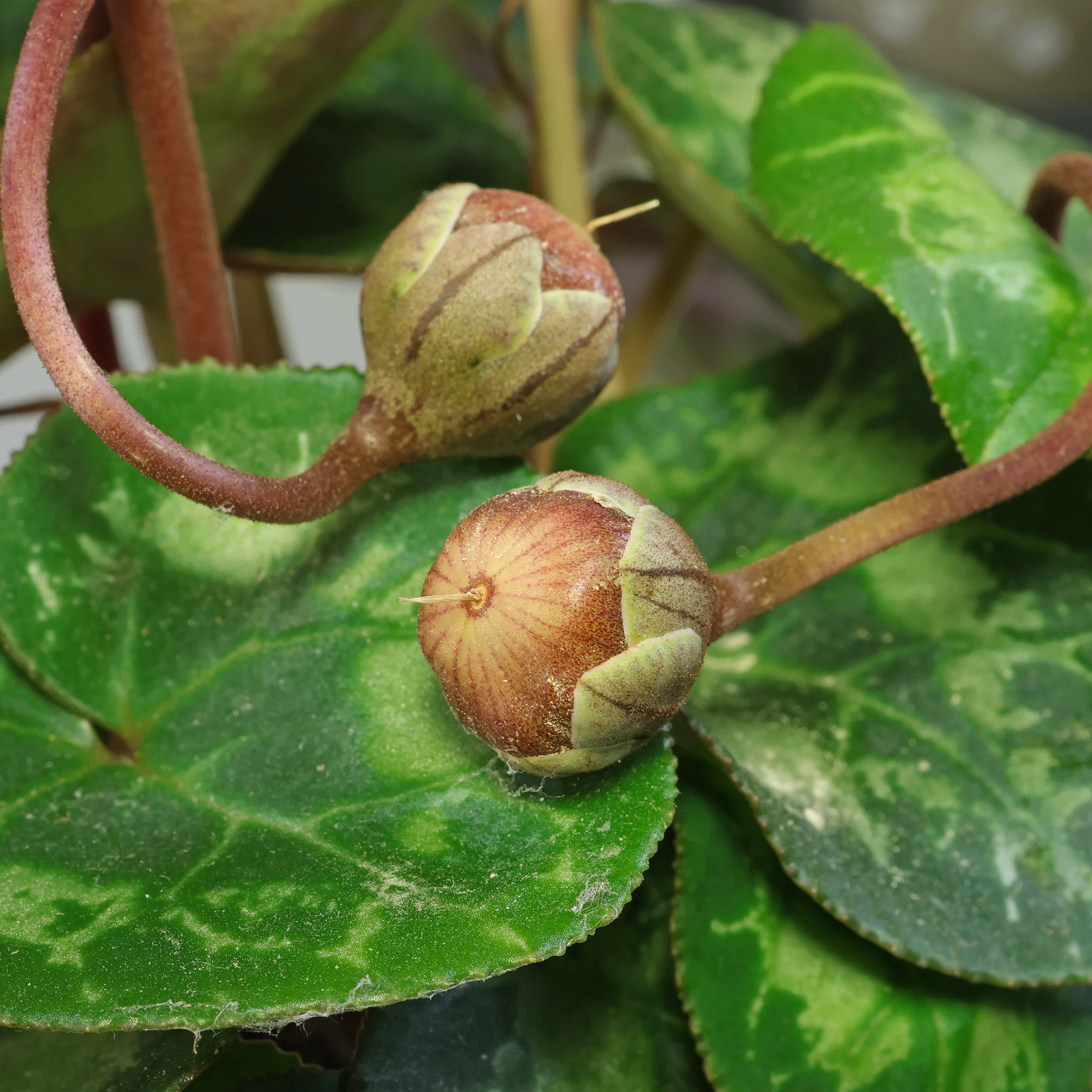 Persian cyclamen fruits