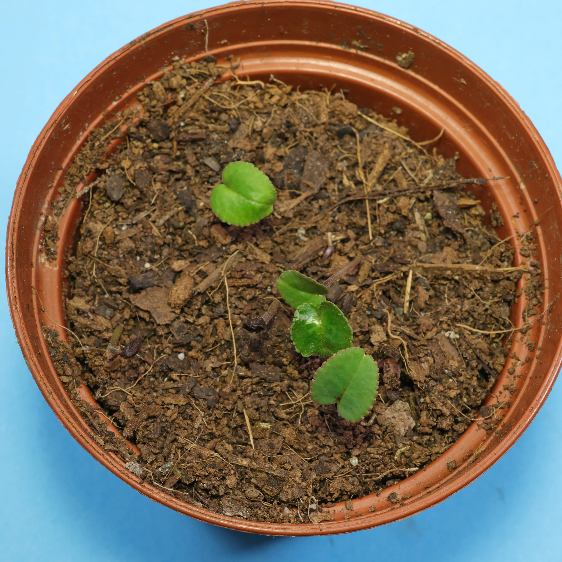 Persian cyclamen seedlings