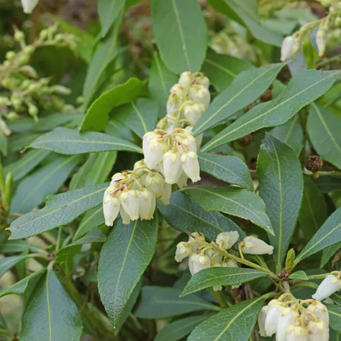 Pieris japonica