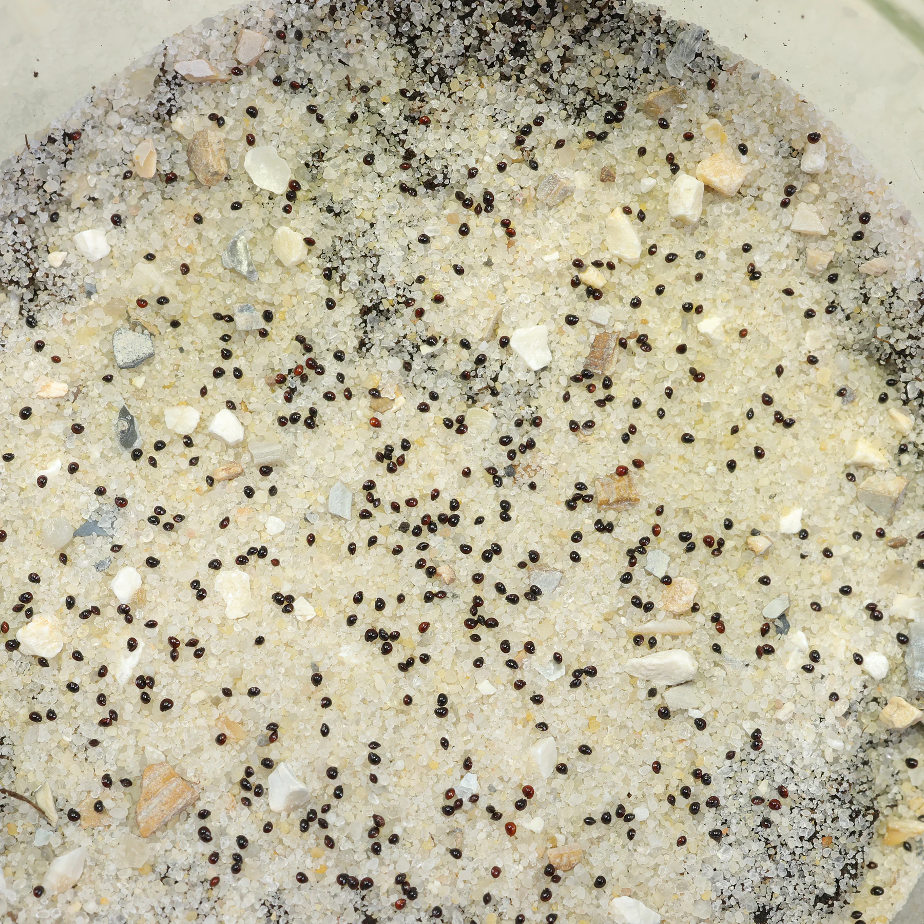 Smooth Rupturewort seeds