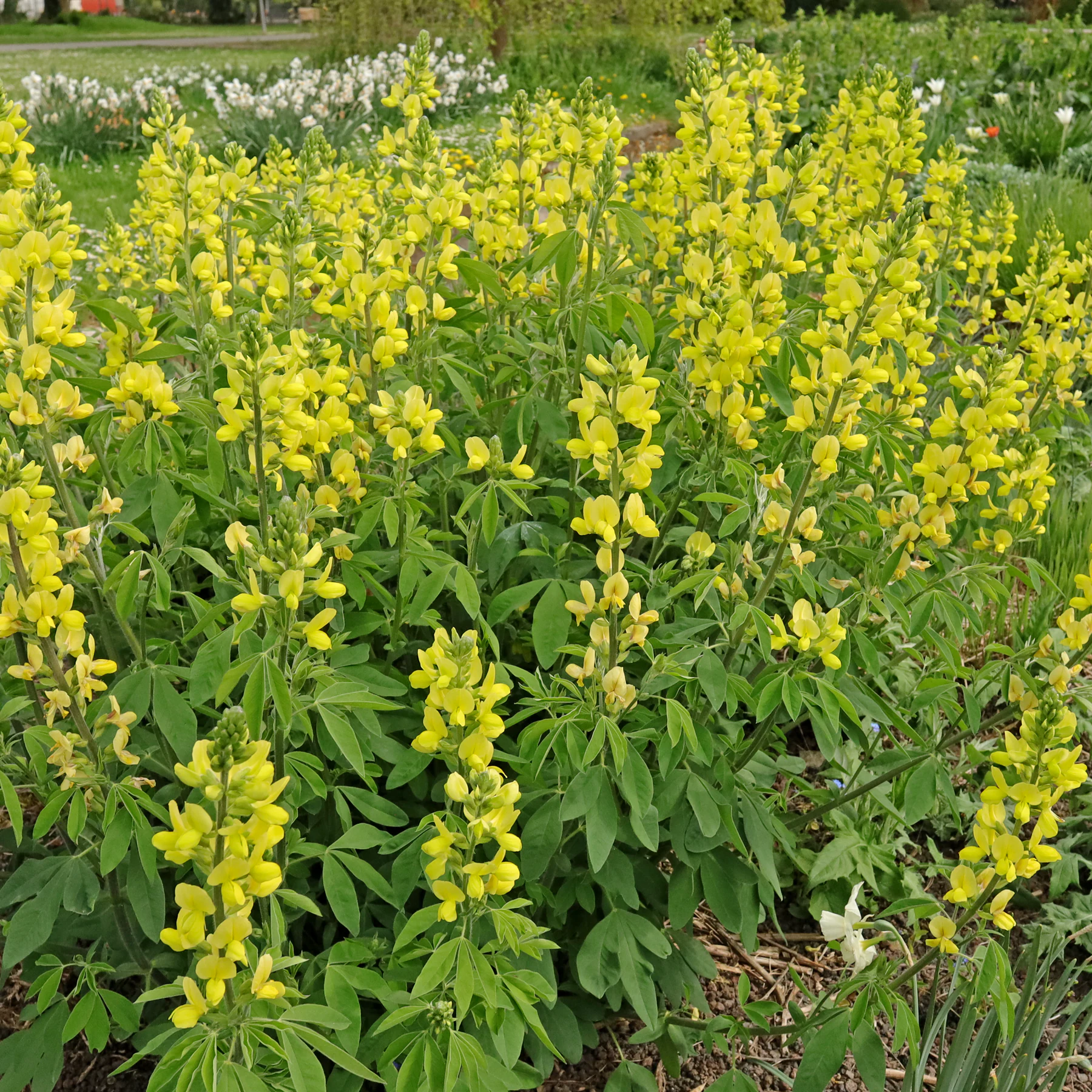 Thermopsis lanceolata