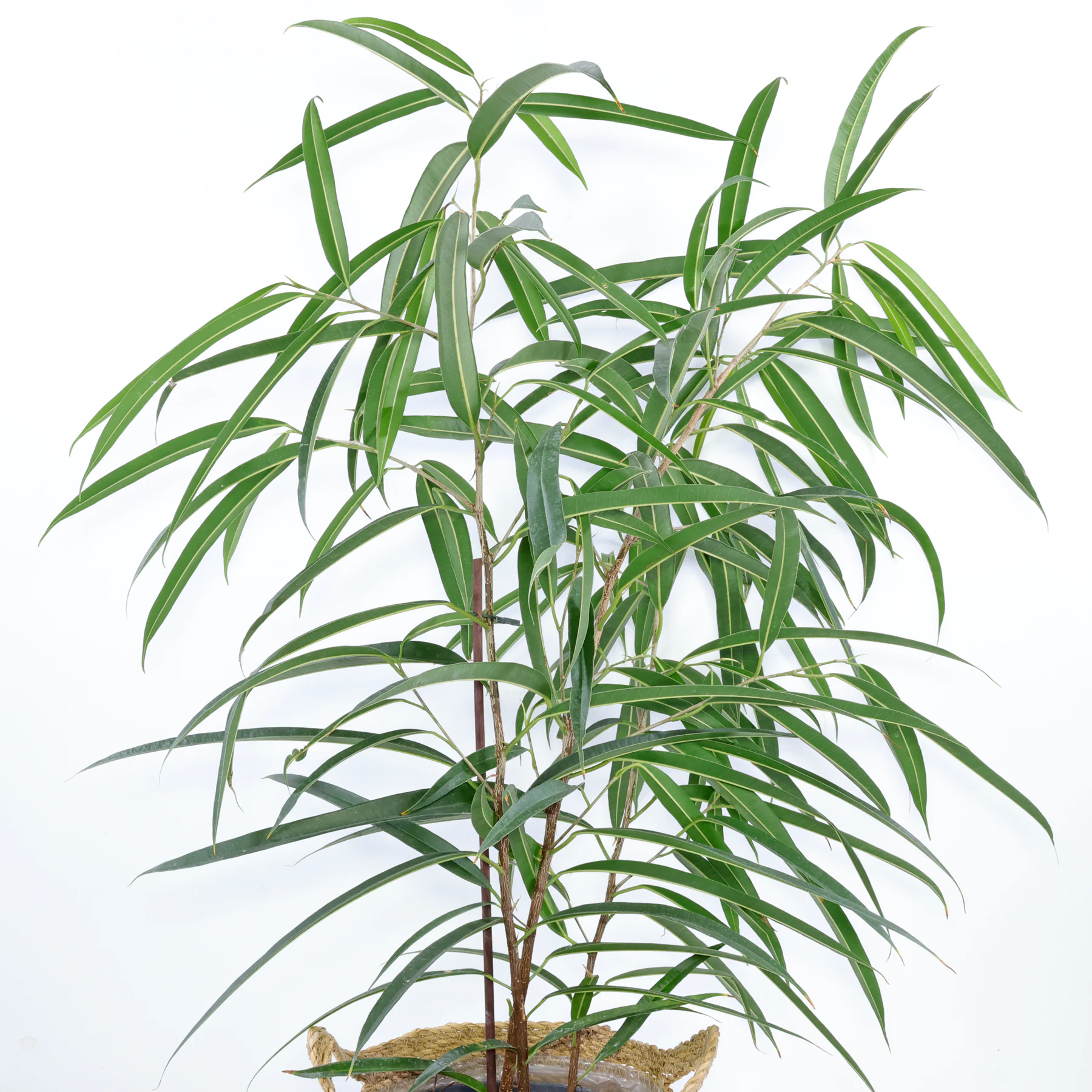 long leaf fig