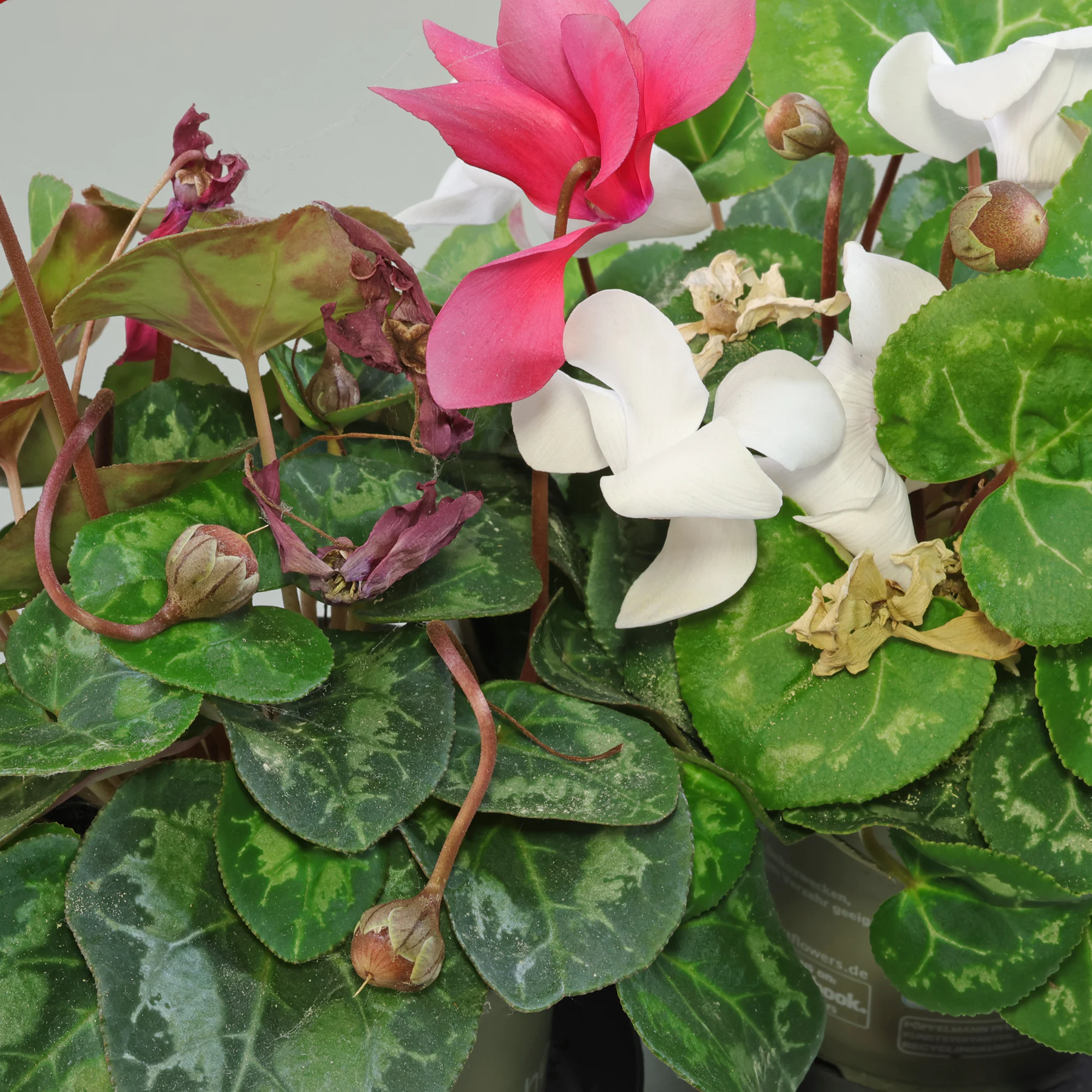 pollinating cyclamen