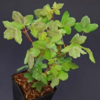 Acer monspessulanum