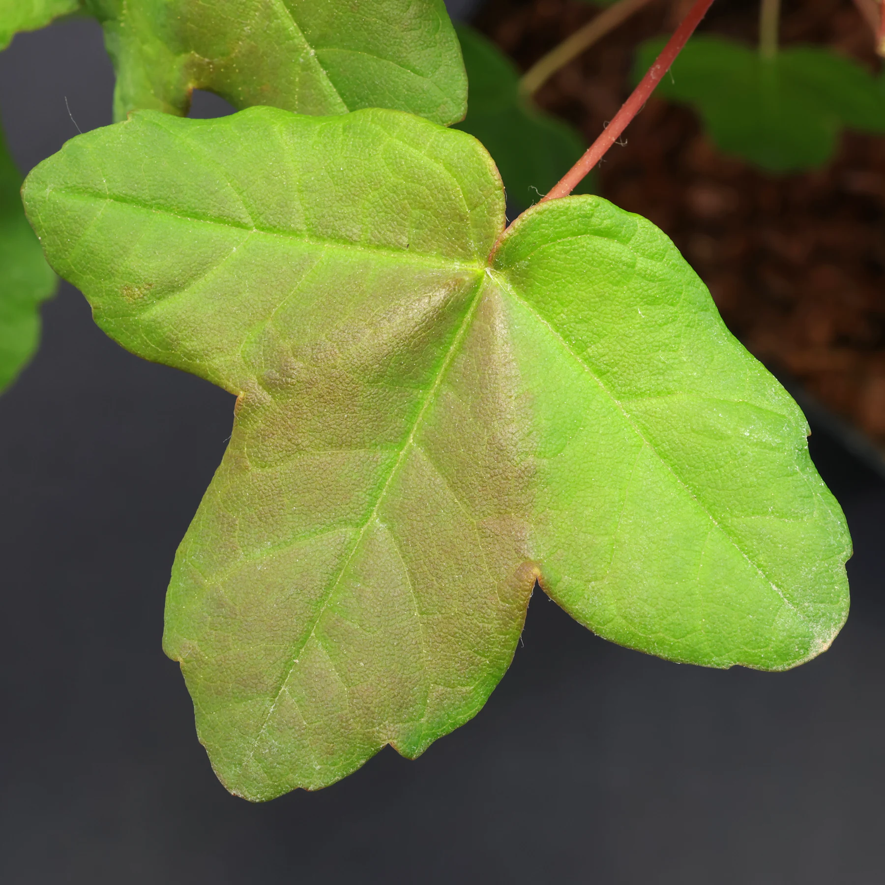 Acer monspessulanum