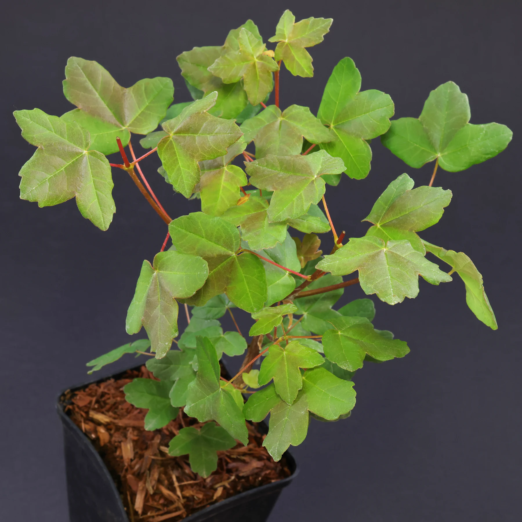 Acer monspessulanum