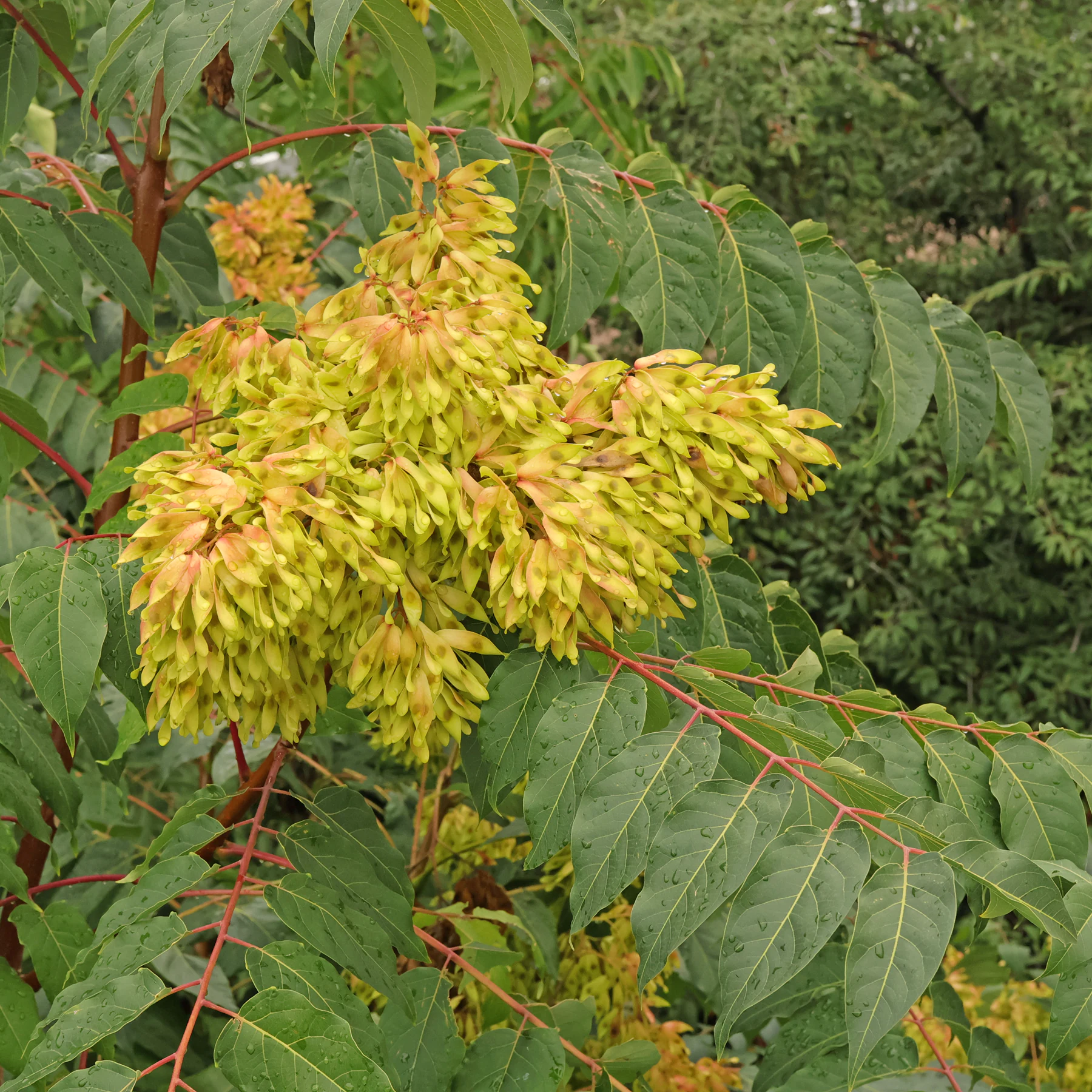 Ailanthus Altissima