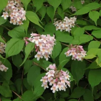 Kolkwitzia amabilis flowers