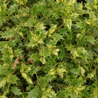 Osmanthus heterophyllus Tricolor