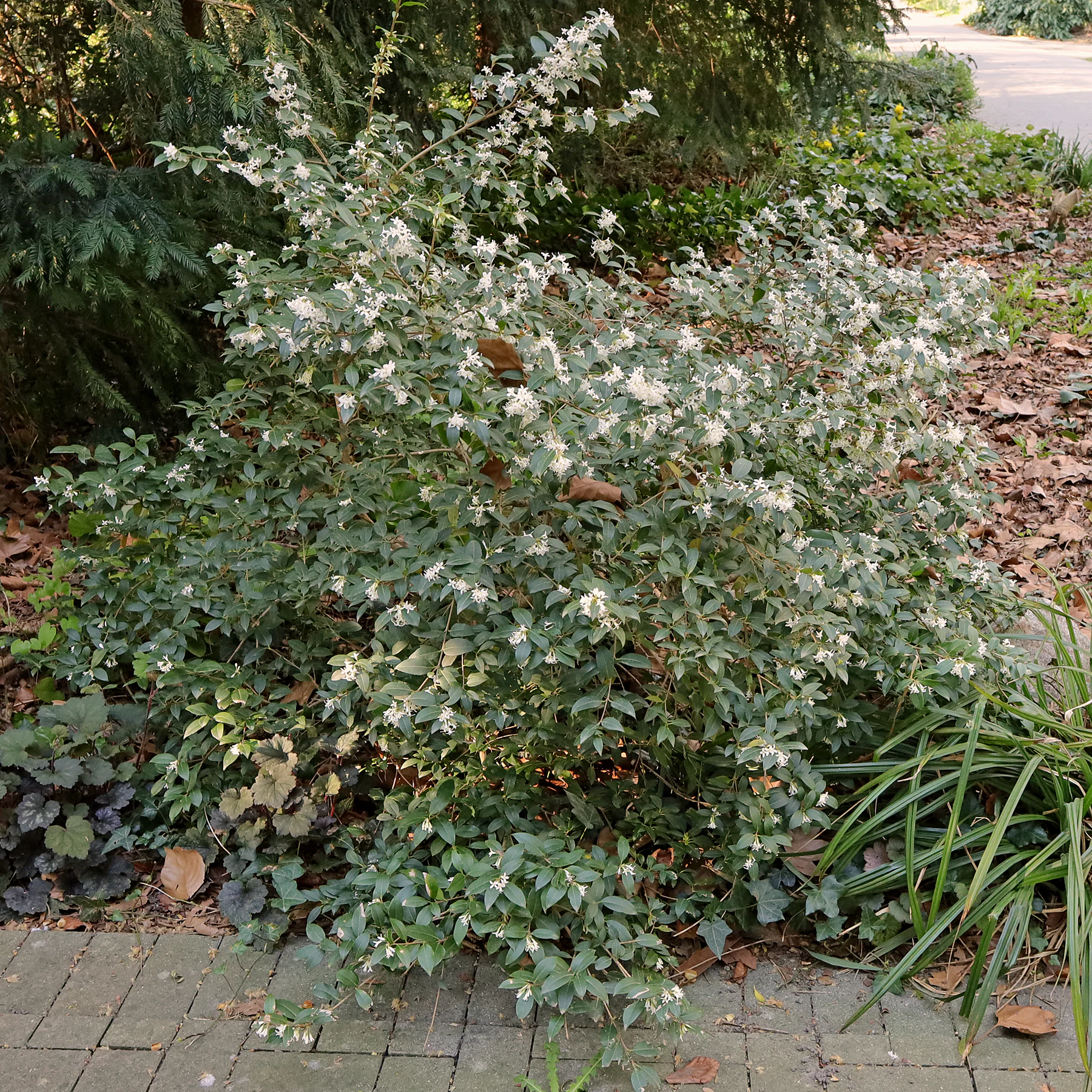 Osmanthus × burkwoodii