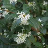 Osmanthus × burkwoodii