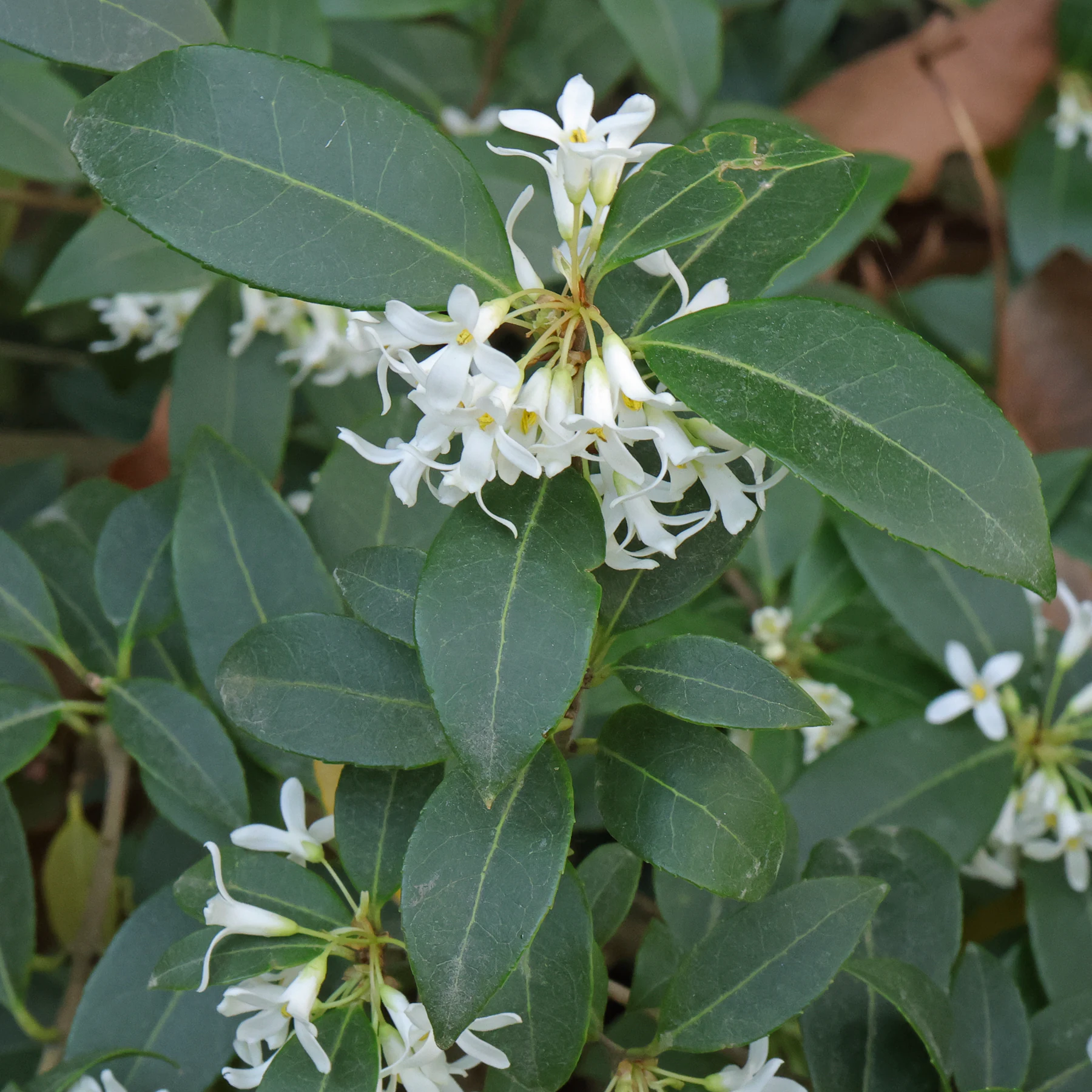 Osmanthus × burkwoodii