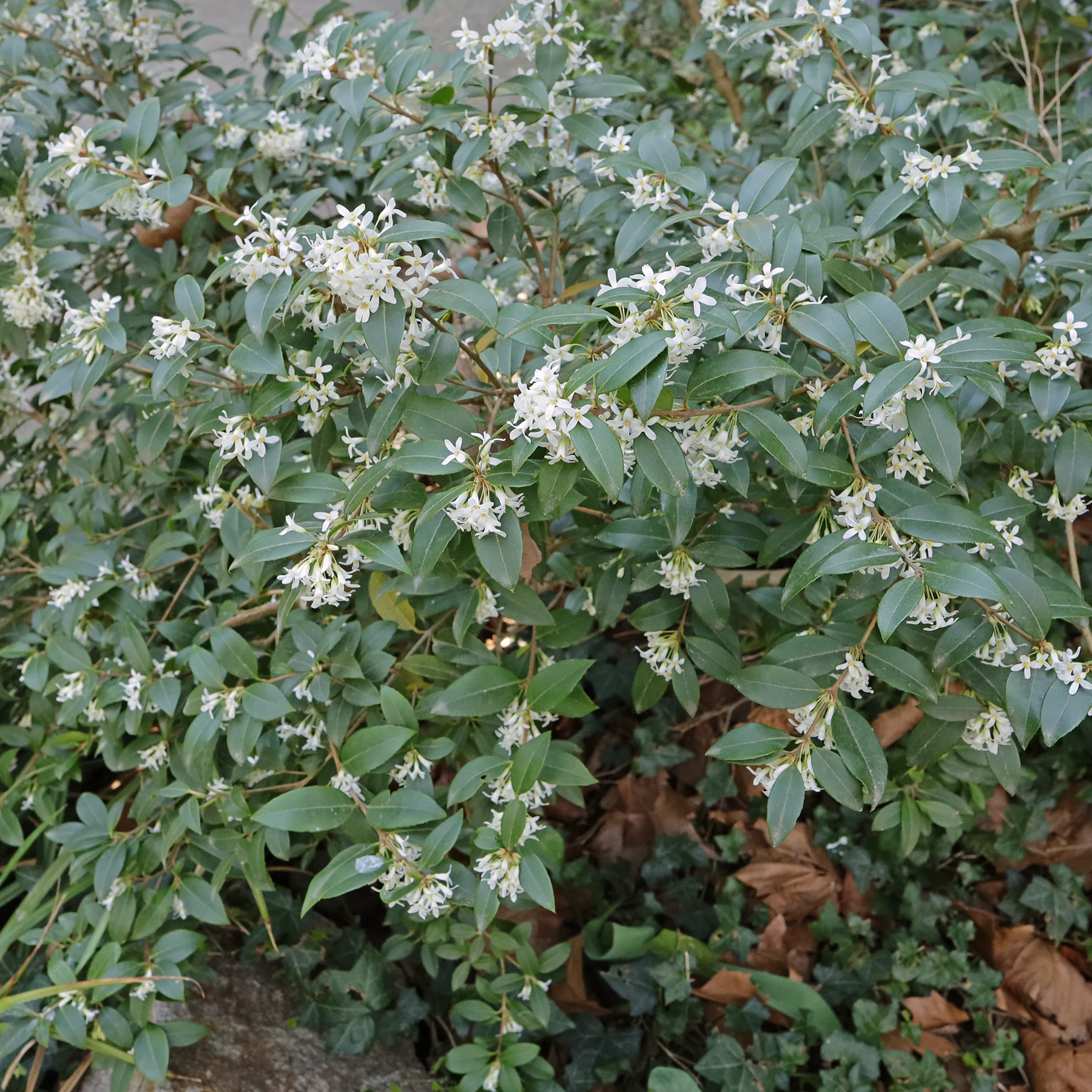 Osmanthus × burkwoodii