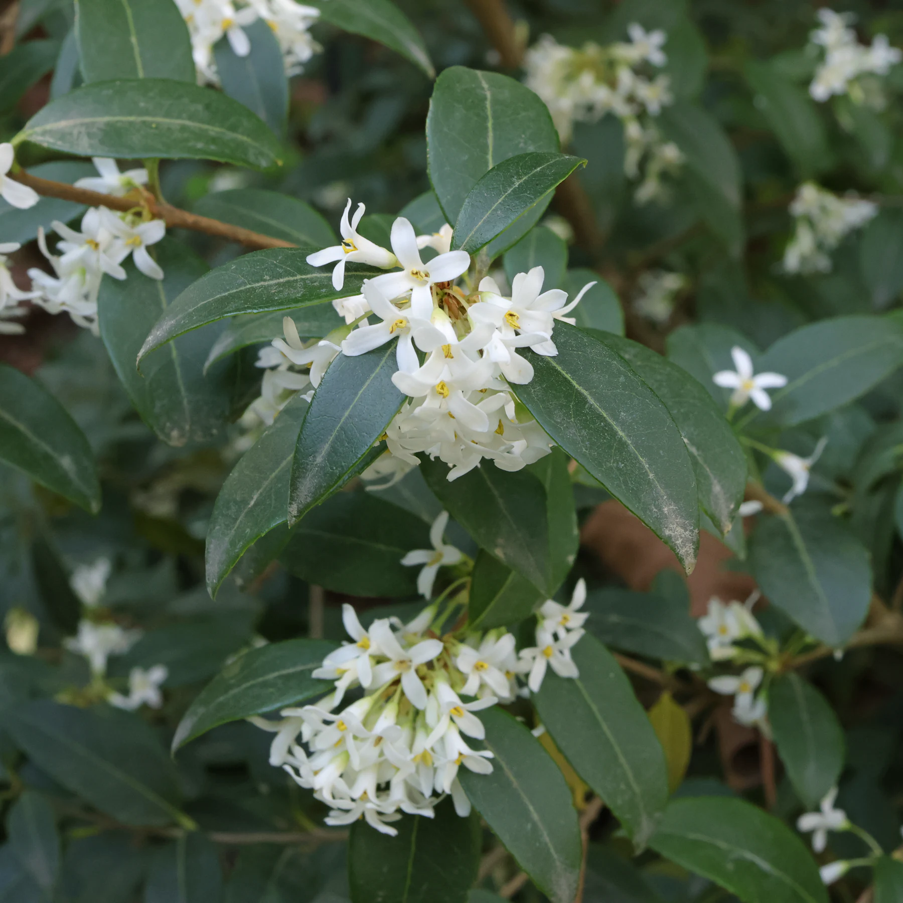 Osmanthus × burkwoodii