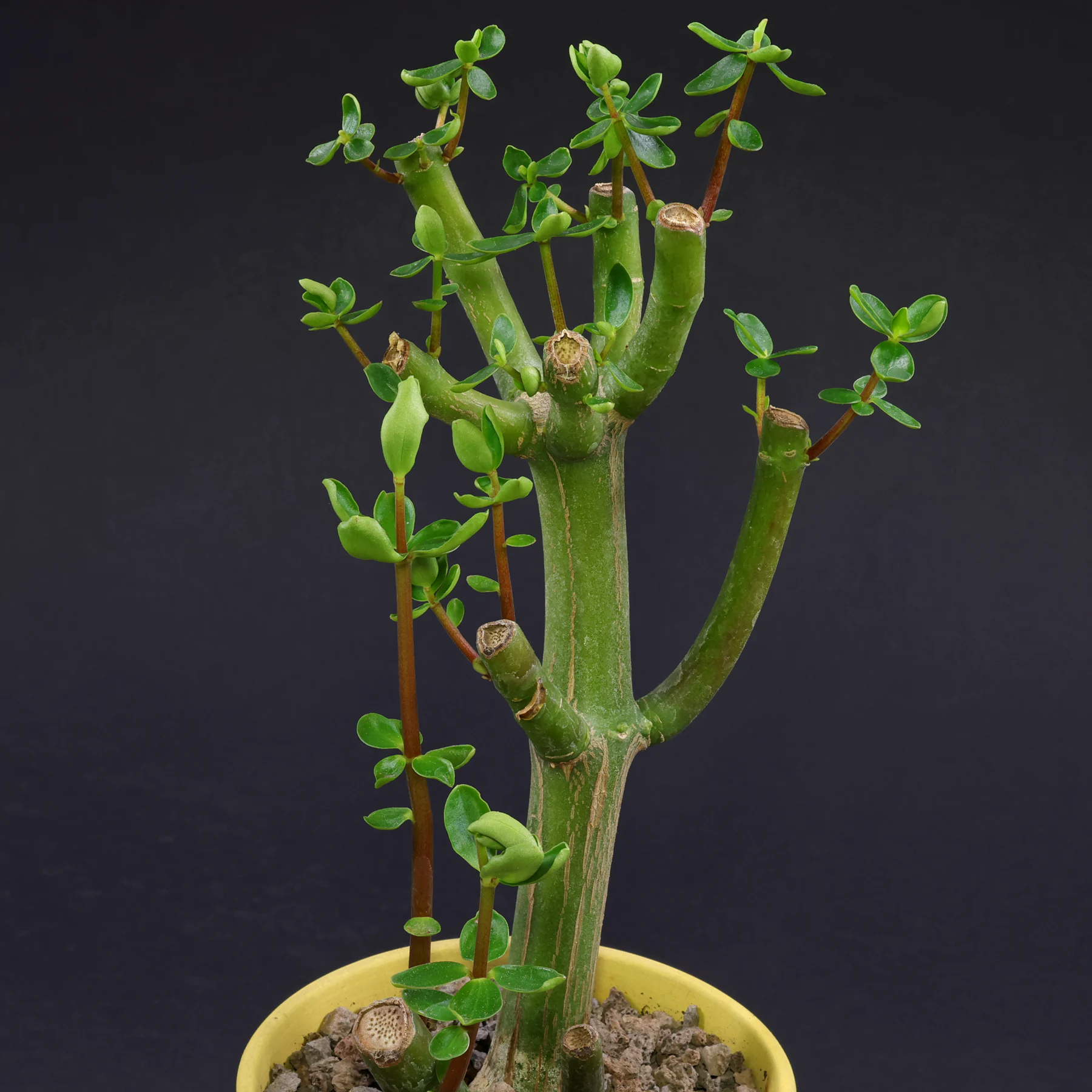 Peperomia inaequalifolia