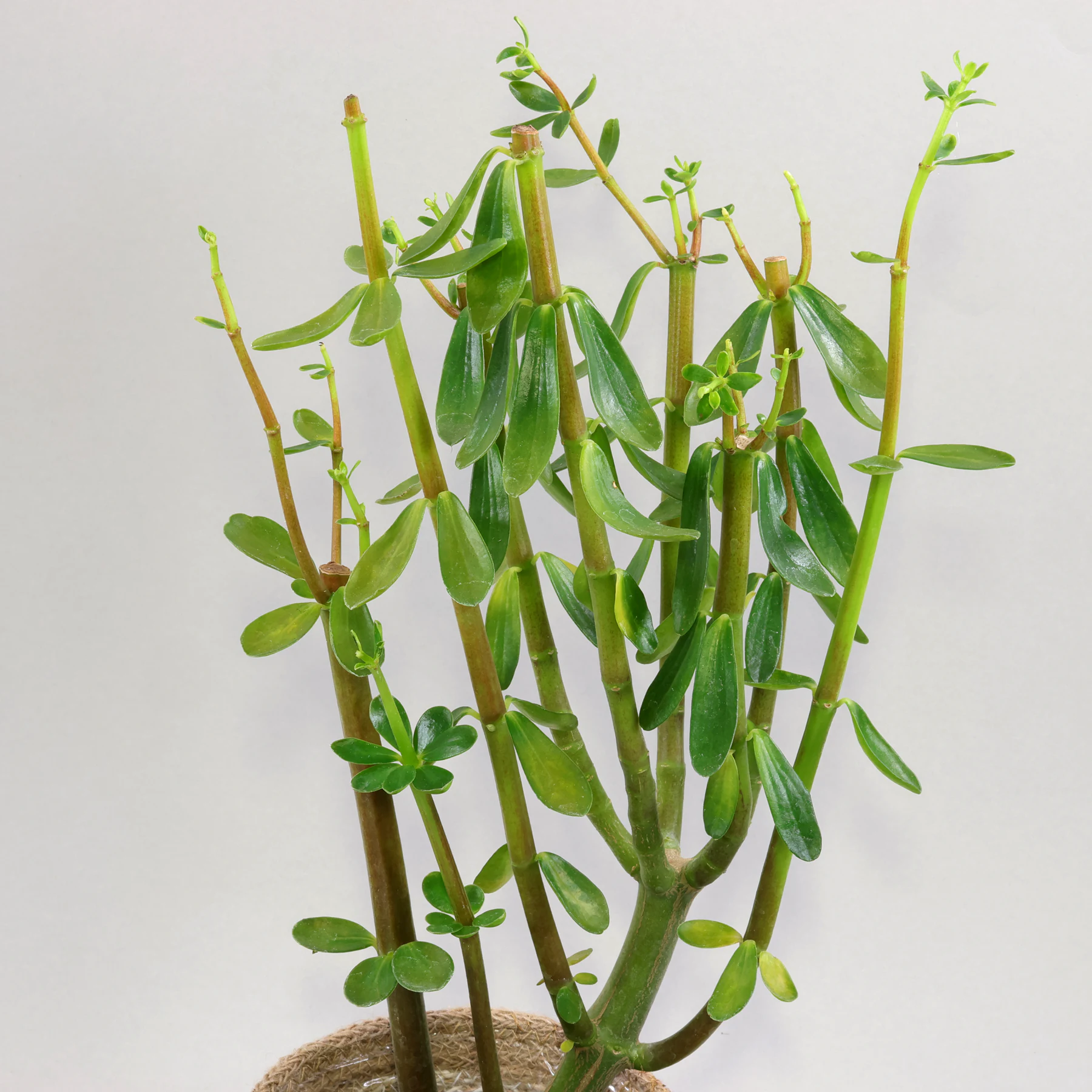 Peperomia inaequalifolia