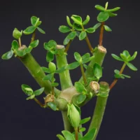 Peperomia inaequalifolia
