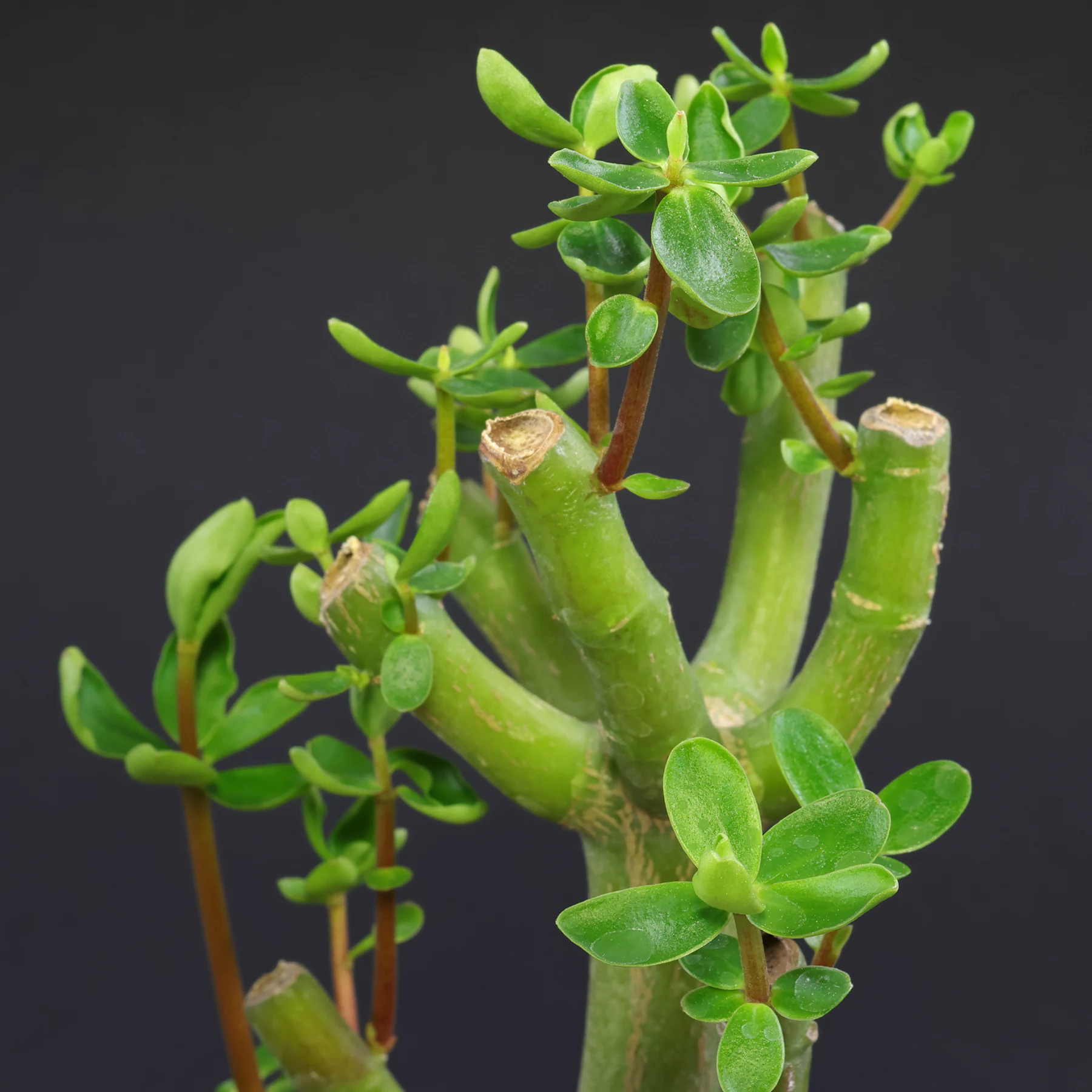 Peperomia inaequalifolia
